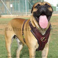 Exclusive Luxury Handcrafted Padded Leather Dog Harness Exclusive Luxury Handcrafted Padded Leather Dog Harness