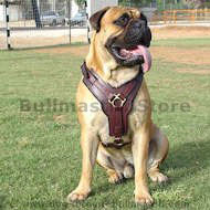 leather dog harness for bullmastiff- brown