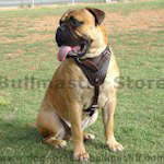 Bullmastiff harness, leather dog harness,nylon dog harness with handle, training dog harness, k9 dog harness