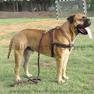 Tracking/Pulling/Agitation Leather Dog Harness For Bullmastiff