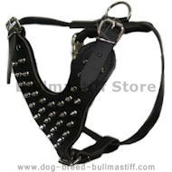 Spiked leather dog harnesses for Bullmastiff Spiked leather dog harnesses for Bullmastiff
