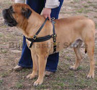 tracking bullmastiff dog harness black