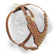 Pure leather dog harness with gold-like spikes for Bullmastiff breed  Pure leather dog harness with gold-like spikes for Bullmastiff breed