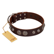 "Choco Brownie" FDT Artisan Brown Leather Bullmastiff Collar Adorned with Silver-Like Conchos  "Choco Brownie" FDT Artisan Brown Leather Bullmastiff Collar Adorned with Silver-Like Conchos