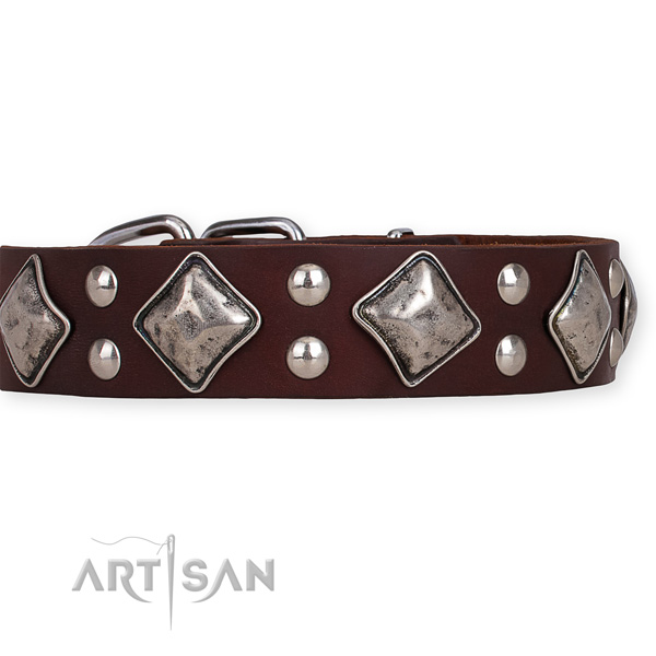 Full grain natural leather dog collar with significant corrosion proof studs