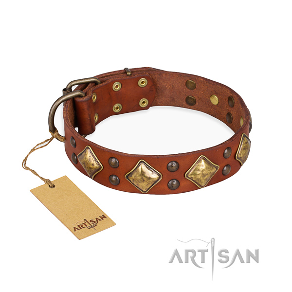 Stylish walking amazing dog collar with rust resistant fittings