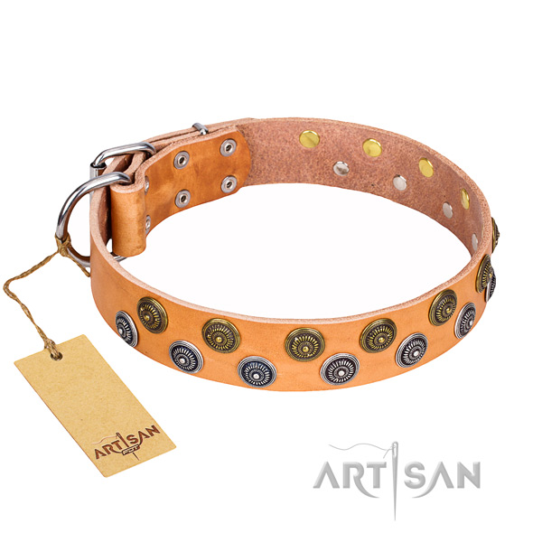 Walking dog collar of quality full grain genuine leather with studs