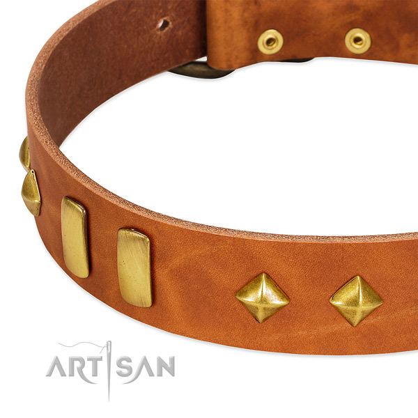 Walking leather dog collar with incredible embellishments