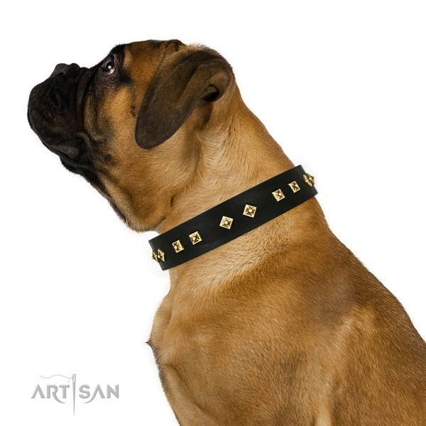 Impressive studs on daily walking leather dog collar
