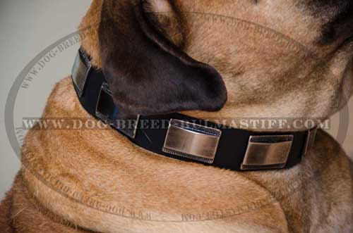 Dog collar designed for Bullmastiff