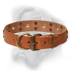 Genuine leather collar with brass fittings for  Bullmastiff