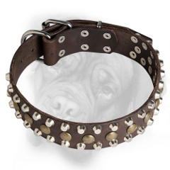 Bullmastiff collar for different activities