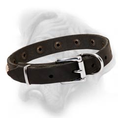 Durable Bullmastiff collar with tough nickel fittings