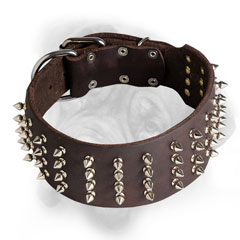 Leather Bullmastiff collar with nickel spikes