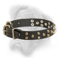 Decorated Bullmastiff collar with riveted pyramids