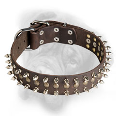 Bullmastiff collar with spikes and studs
