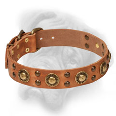 Fabulous collar with brass conchos and studs for  Bullmastiff