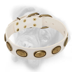 Royal white Bullmastiff collar with chic brass ovals