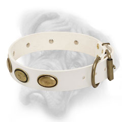 Leather white Bullmastiff collar with nickel fittings