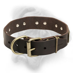 Quality Bullmastiff collar with strong fittings
