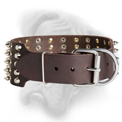 Leather Bullmastiff collar with nickel hardware