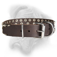 Strong collar for Bullmastiff with nickel fittings