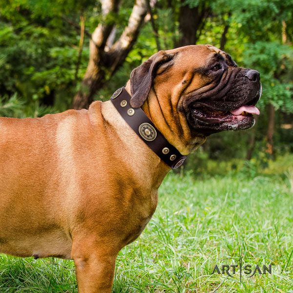 Bullmastiff adorned full grain leather dog collar for your stylish dog