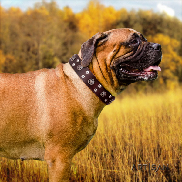 Bullmastiff studded natural genuine leather dog collar for your handsome dog