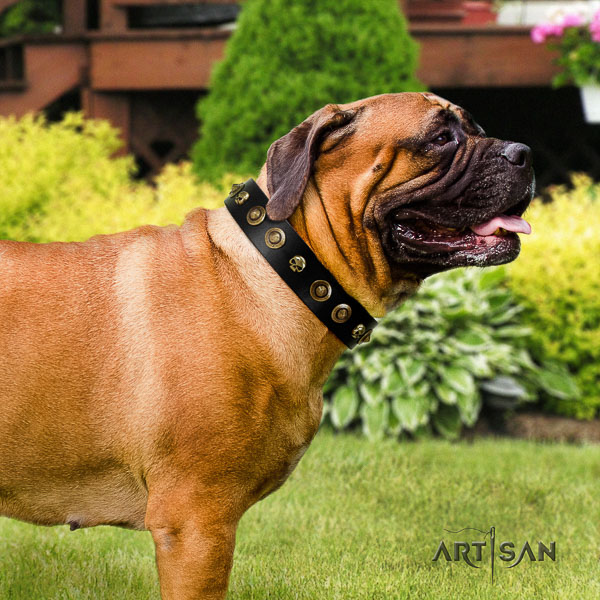 Bullmastiff fancy walking full grain genuine leather collar with adornments for your canine