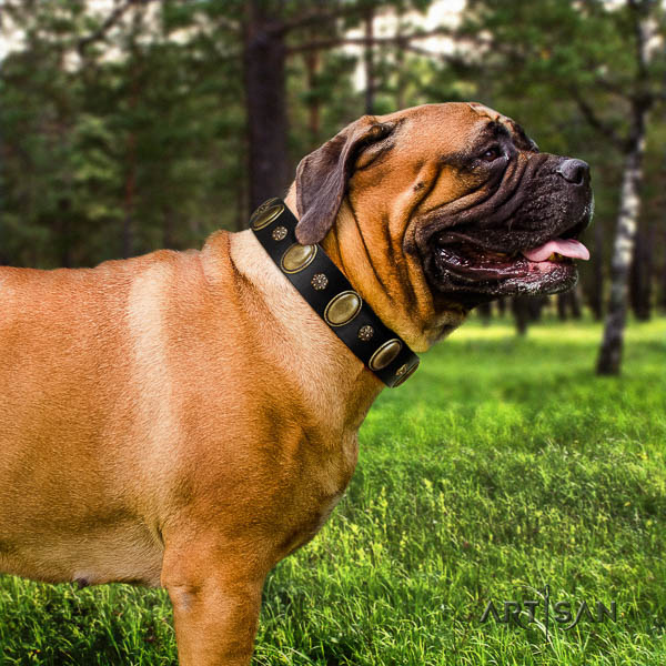 Bullmastiff walking full grain genuine leather collar with embellishments for your dog