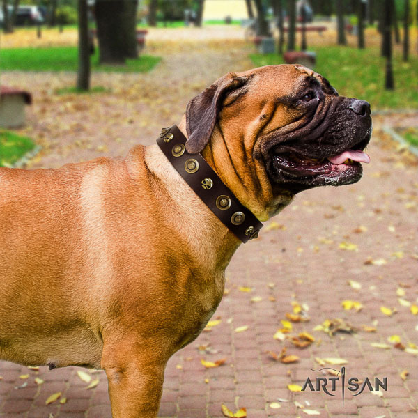 Bullmastiff comfortable wearing natural leather collar with decorations for your four-legged friend