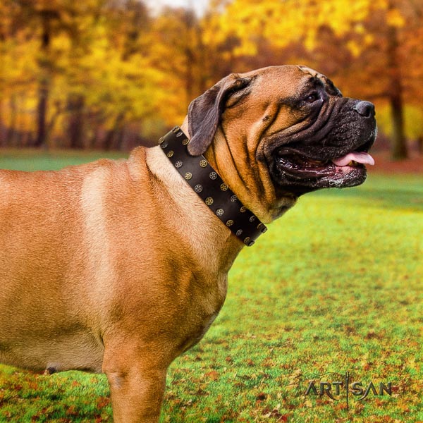 Bullmastiff handy use leather collar with decorations for your four-legged friend