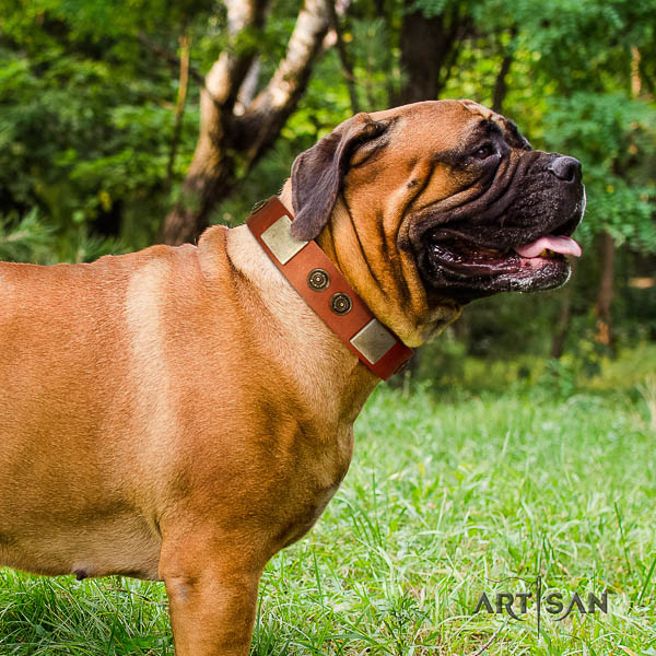 Bullmastiff handy use full grain leather collar with embellishments for your canine
