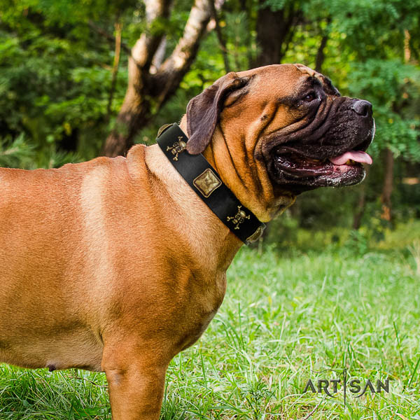 Bullmastiff everyday use genuine leather collar with embellishments for your four-legged friend