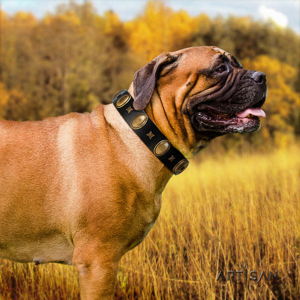 Bullmastiff amazing full grain leather dog collar with adornments for basic training