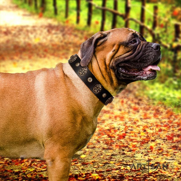 Bullmastiff everyday use leather collar with studs for your four-legged friend