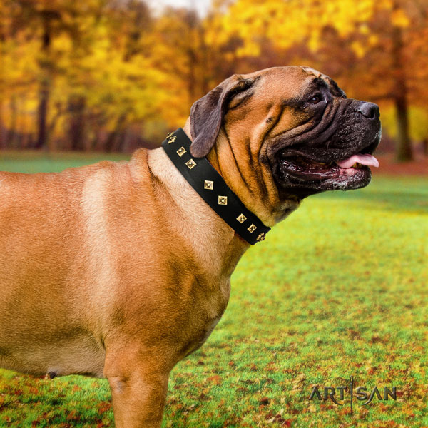 Bullmastiff decorated full grain genuine leather dog collar for your attractive doggie