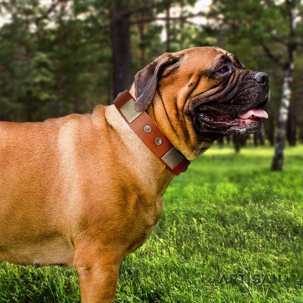 Bullmastiff easy wearing leather collar with studs for your pet