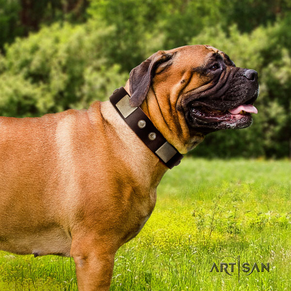 Bullmastiff walking full grain natural leather collar with studs for your dog