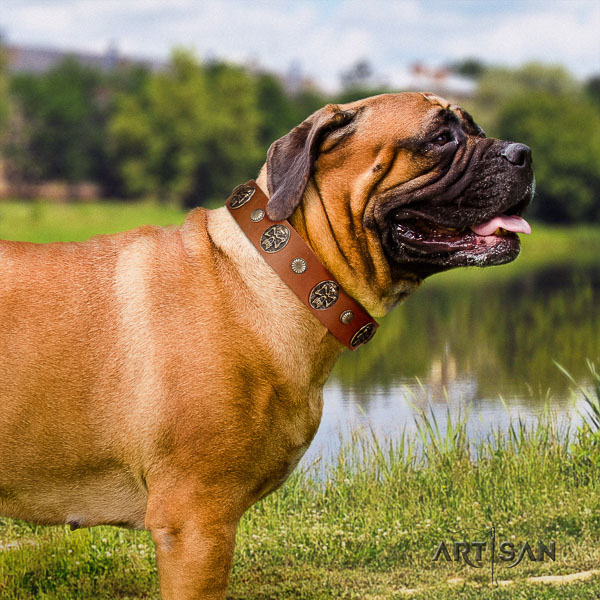 Bullmastiff everyday walking full grain genuine leather collar with adornments for your pet