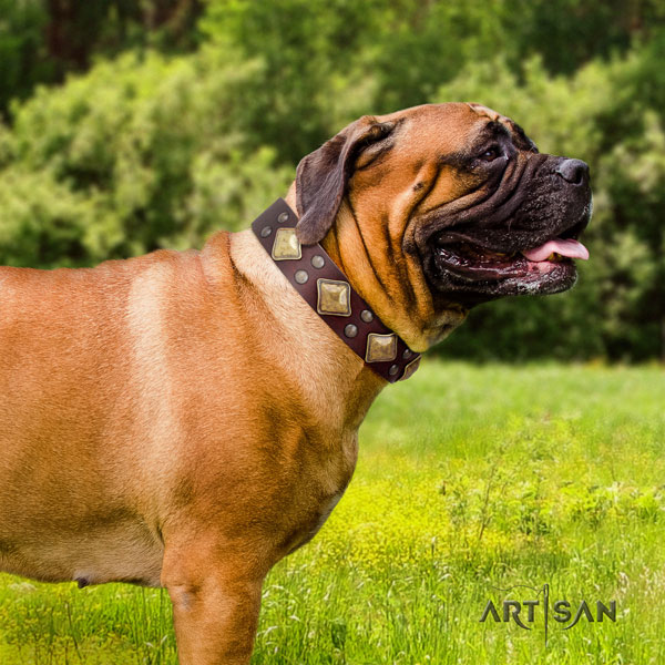 Bullmastiff adorned full grain genuine leather dog collar for your beautiful doggie