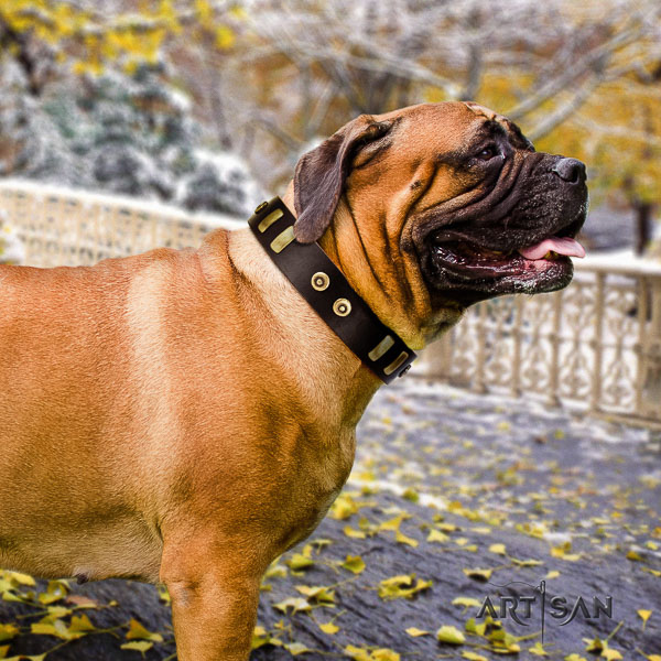 Bullmastiff comfortable wearing full grain leather collar with decorations for your canine