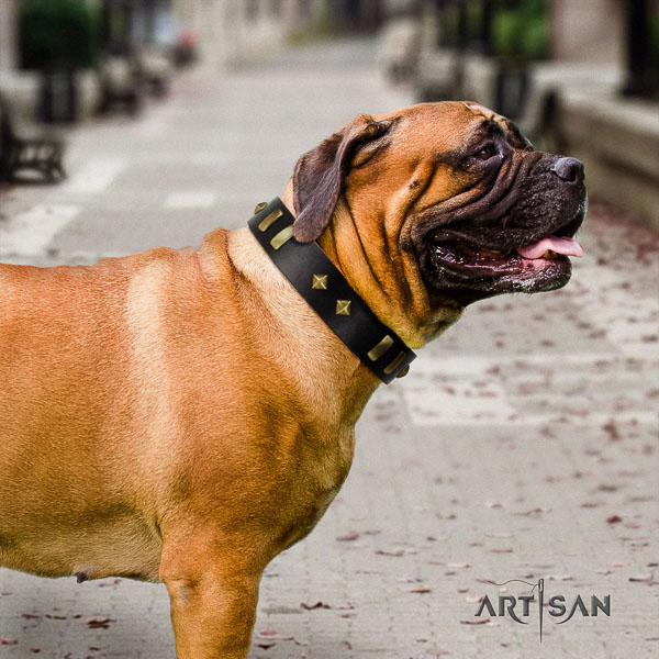 Bullmastiff stylish walking full grain leather collar with embellishments for your dog