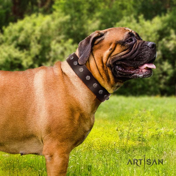 Bullmastiff comfortable natural genuine leather collar with decorations for your four-legged friend