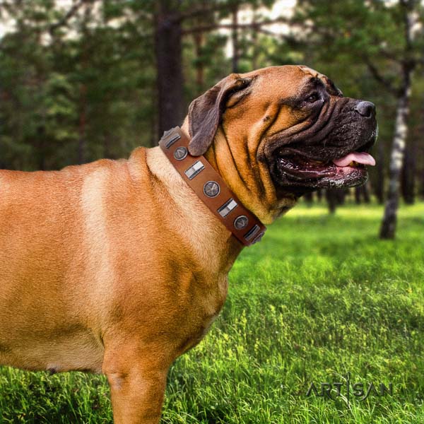 Bullmastiff stunning genuine leather collar with adornments for your four-legged friend