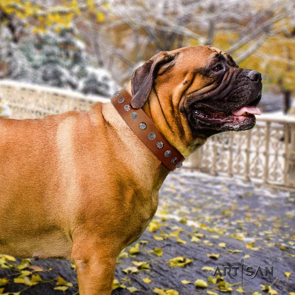 Bullmastiff top quality genuine leather collar with studs for your four-legged friend