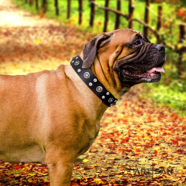 Bullmastiff studded full grain natural leather dog collar for your impressive four-legged friend