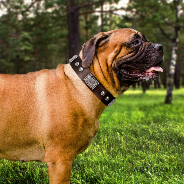 Bullmastiff decorated full grain natural leather dog collar for your handsome doggie