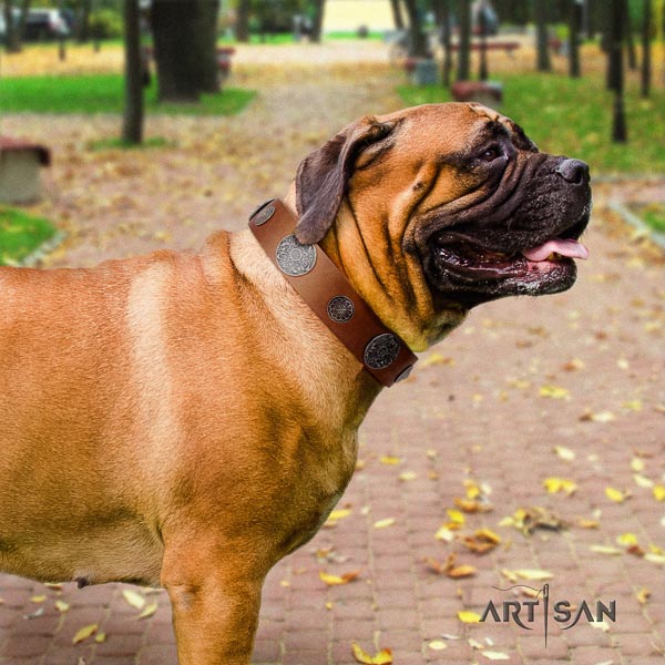 Bullmastiff comfortable leather collar with adornments for your four-legged friend
