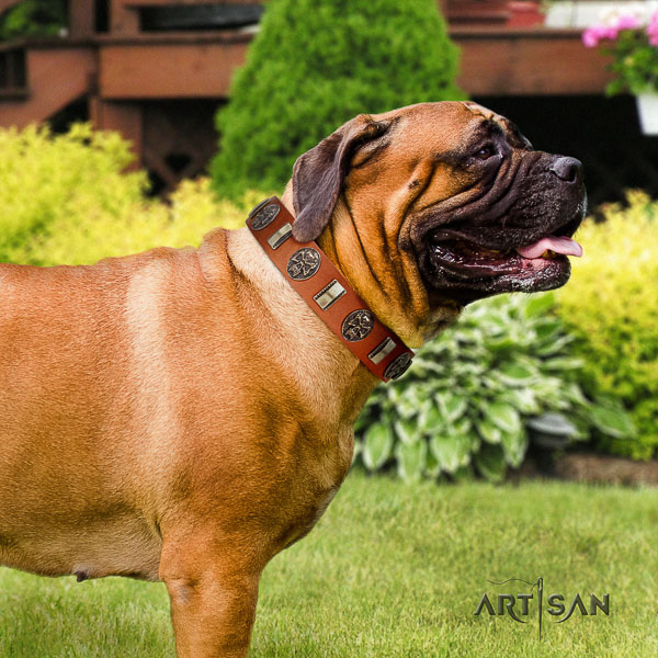 Bullmastiff fancy walking full grain natural leather collar with adornments for your four-legged friend